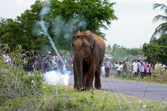 Elephants have to move peripatetically as the food around them is exhausted. This elephant belonged to a herd of six that strayed into a village in the Thiruvannamalai District and was later moved away safely towards Mudumalai and Topslip.