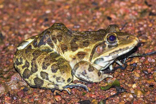 Efforts by conservationists and the Forest Department are helping to stop hunting of bull frogs in Goa.