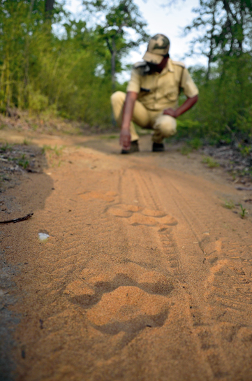 Tadoba's dominant male tiger Wagdoh, his mate, and their young cubs have a territory that includes the Moharli beat. Range Officer S.L. Balpane inspects their pugmarks. Tadoba's dominant male tiger Wagdoh, his mate, and their young cubs have a territory that includes the Moharli beat. Range Officer S.L. Balpane inspects their pugmarks.