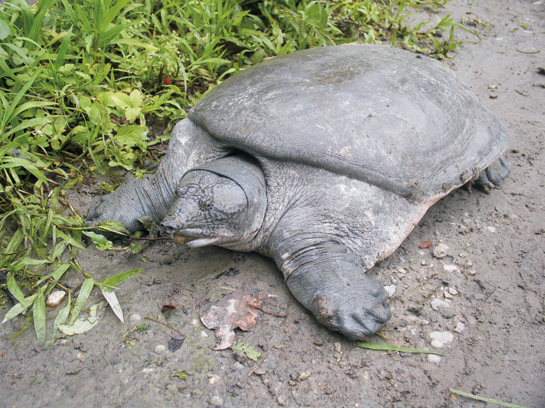 Field biologist Firoz Ahmed's survey in Kaziranga National Park threw up the first ever discovery of a wild population of the critically-endangered black softshell turtle Aspiderates nigricans. Ironically, these large reptiles are still sold in the markets in Assam.