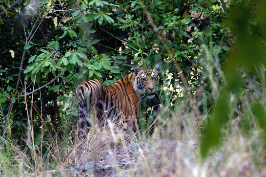 Kothari believes that protecting tiger forests is crucial not only to India's water security, but also to our battle to counter the adverse impacts of climate change.