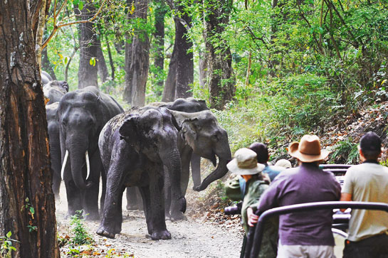 Watching animals is the best form of non-consumptive utilisation. But such tourism must be conducted in a way that the goose (or in this case the elephant; in others the tiger, or gorilla) that lays the golden egg is not killed in the process.