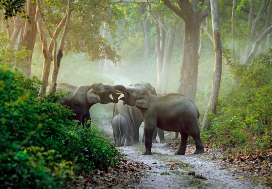 Only long-term studies can lead to better understanding of clan and kin behaviour among elephants. Intervention that removes individual animals against the will of elephant society, or translocates groups into unfamiliar terrain splintering their kinship boundaries could result in trauma for the animal and failure.