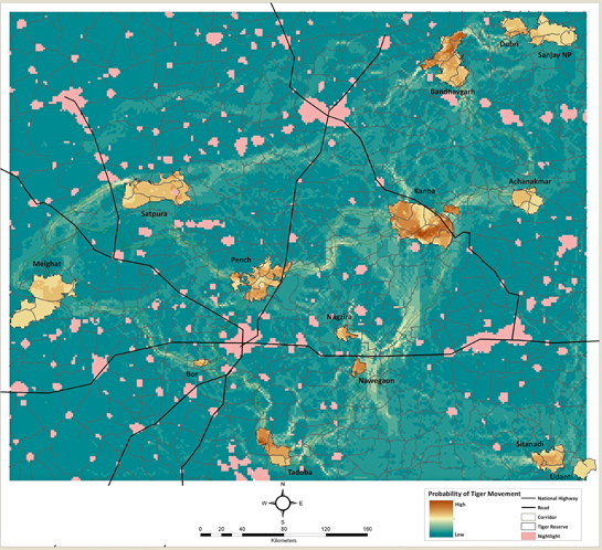 Minimal tiger habitat corridors of central India shown as least-resistance movement pathways for tigers based on ground data on tiger habitat.