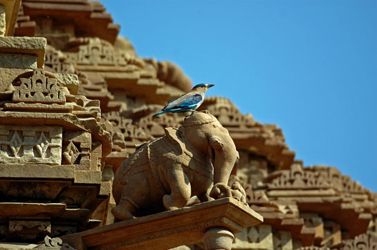An Indian Roller perches on an elephant sculpture, symbolising India's ancient and continuing relationship with nature which is depicted freely in mythology, ancient art, literature, folklore, and religion.