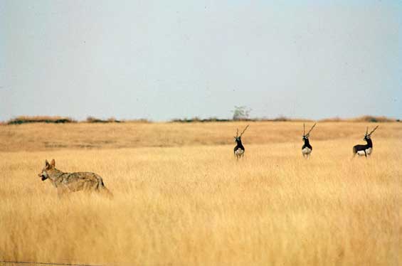 The grassland species of Nannaj like the blackbuck and grey wolf, have fought a long, hard battle for survival and are often associated with bustard habitats.