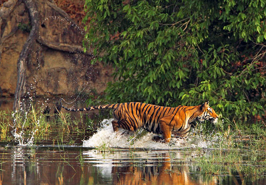 A tiger at Bandhavgarh, Madhya Pradesh, wading through his prime gift to humans -  pure water.