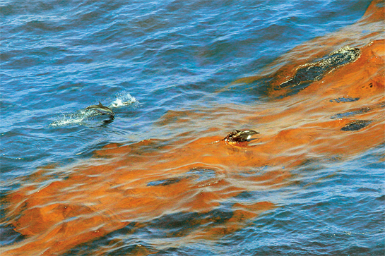In the Gulf of Mexico, a dolphin surfaces above oil-slicked waters. Reportedly, more than an estimated 8,000 marine animals including birds, turtles and dolphins, were found injured or dead in the six months directly after the BP oil spill of 2010. The long-term effects of the spill are still being evaluated.