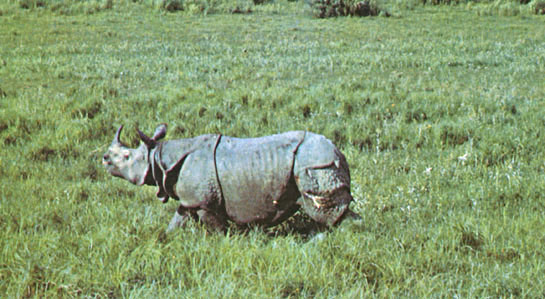 The Great Indian One-horned Rhinoceros (Rhinoceros unicornis) is one of the many animals which benefited from the protection accorded to Tiger Reserves.