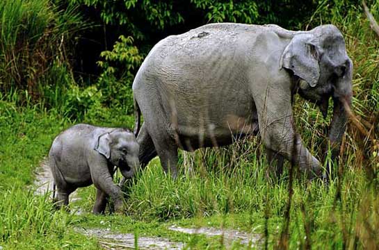 Development projects turn floods in the Brahmaputra plain into deathtraps. Asian elephants, one-horned rhinos, tigers and wild buffaloes are among the megafauna most affected.