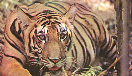 The facial marking of every tiger is different. The specific stripe and patch pattern above the eye lends itself to excellent field identification.