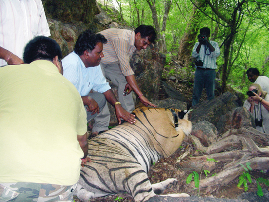 WILDLIFE SERVICE AWARD: The successful translocation of a tiger and tigress from Ranthambhore to Sariska took unprecedented teamwork. Rajasthan's senior wildlife and forest officials credit their foot soldiers for the project and asked forest guards, Ram Prasad Sharma and Heera Lal from Sariska and Rajesh Gujar and Mohan Singh from Ranthambhore to accept the award on behalf of the entire translocation team, which included government officials, scientists and villagers.