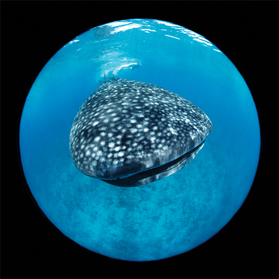 A fish-eye view of the world's largest fish - the whale shark. These gentle filter feeders are found in Indian waters, and have been afforded legal protection since 2001.