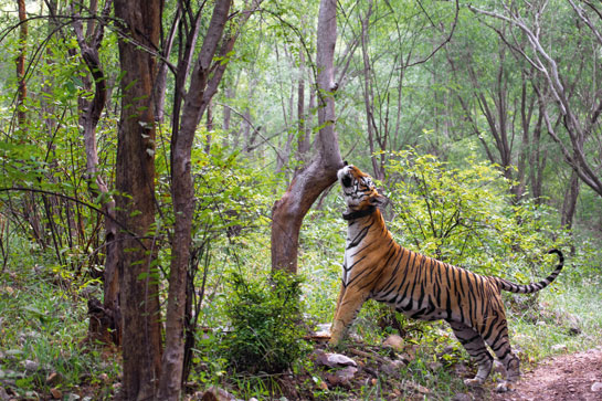 Large and dominant, seven-year-old ST6, who was relocated from Ranthambhore to re-establish the tiger population of Sariska, inspects his territory.