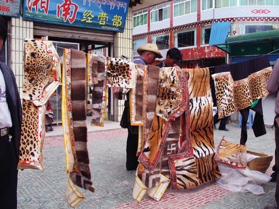 The EIA and WPSI exposed tiger and leopard skins openly for sale in China.