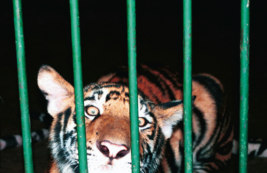Debbie Banks firmly believes that legalising tiger farms would amount to an open season on wild tigers everywhere since it will always be cheaper to kill a tiger in the wild than to raise one in captivity. Legalising trade, she says, cannot and will not stop organised criminal networks.