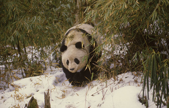 A giant female panda in the Wolong Reserve in China in 1982. Dr. Schaller first visited China in 1980 to radio collar and study giant pandas.