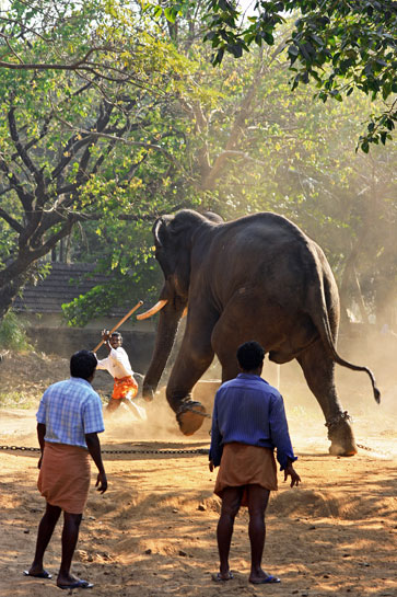 Capture and enforced enslavement is a brutal, inhumane and often unnecessary source of suffering - whether of humans or elephants! Capture and enforced enslavement is a brutal, inhumane and often unnecessary source of suffering - whether of humans or elephants!