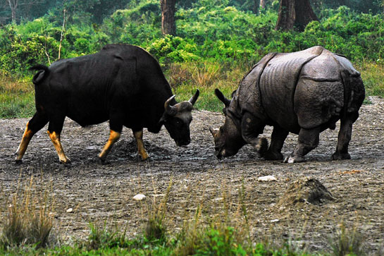 An unusual image of a gaur and one-horned rhinoceros in the Jaldapara Wildlife Sanctuary in North Bengal. Such encounters are rare and are normally triggered by the imperative of accessing limited water sources.