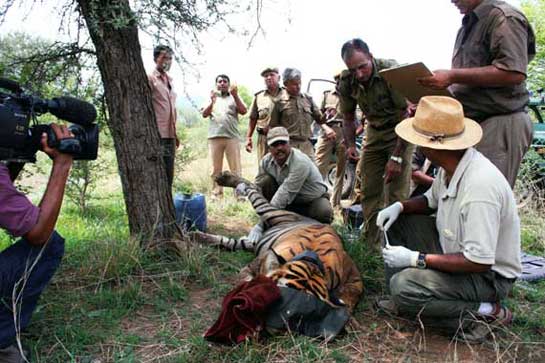 Unquestionably brave, Daulat Singh Shaktawat is one of the tiger's greatest protectors. Recently, he put himself between a distressed cat and an angry mob. Despite his severe injuries, his dedication to tiger conservation has never faltered and he continues to pour heart and soul into defending Ranthambhore's forests