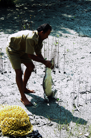 A Sundarbans Protection Team member with a young croc. Effective protection coupled with radical conservation measures promise to revitalise the croc population here. A Sundarbans Protection Team member with a young croc. Effective protection coupled with radical conservation measures promise to revitalise the croc population here.