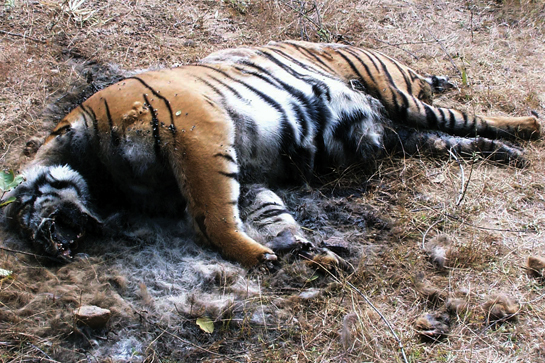 The electrocution of a pregnant tigress in Tadoba angered and saddened Nitin Desai and made him more determined than ever to take on dangerous operatives working for some of the world's most ruthless poachers and traders.