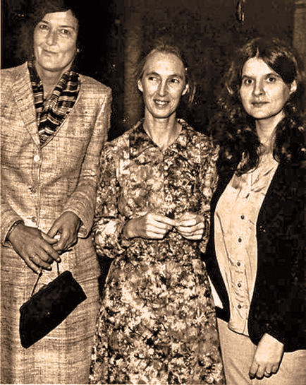 BirutÄ Galdikas, Jane Goodall and Dian Fossey, who studied orangutans, chimpanzees and gorillas respectively, under the aegis of anthropologist Louis Leakey, came to be known as âThe Trimates'. BirutÄ Galdikas, Jane Goodall and Dian Fossey, who studied orangutans, chimpanzees and gorillas respectively, under the aegis of anthropologist Louis Leakey, came to be known as âThe Trimates'.