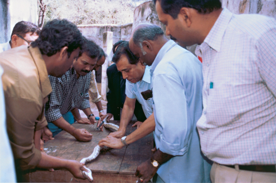 Dr. Lalji Singh and his colleagues working with an Indian python. Dr. Singh suggests that while such research may involve the capture of some endangered species, the techniques used are far less invasive than most accepted conservation programmes.