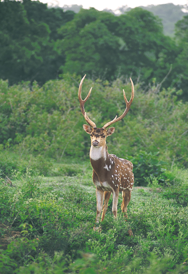 The efforts of K.M. Chinnappa and his colleagues in and out of the forest department have resulted in Nagarahole having one of the highest prey densities in India.