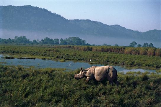 Rhinoceros unicornis surveys its grassland home. Ranjit Barthakur has worked with others to protect Kaziranga for decades and is now liaising with the state government to declare Assam a &acirc;Nature State' that is carbon-negative, energy-positive, water-positive and free from the scourge of land, air and water pollution.