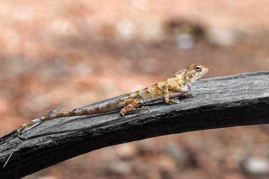 The common garden lizard Calotes versicolor is an excellent climber.