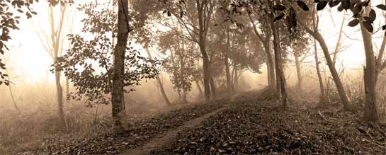 Mist spreads across Harike, a wilderness that owes its status as a wildlife sanctuary to Man Mohan Singh.