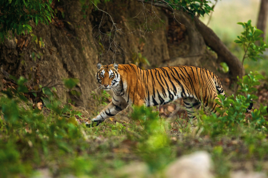 The fate of the tiger depends largely on whether the Ministry of Environment and Forests is able to convince other ministries, including Power, Mining, Surface Transport, Agriculture and Tribal Welfare that unless forest ecosystems survive, no other economic or social ambitions for the country can be met.