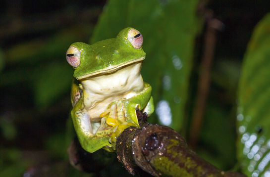 The frog's webbed feet help it glide distances of up to 12 metres.
