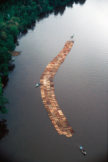The EIA has been tackling climate change issues by investigating and exposing those responsible for illegal logging and timber trafficking. This &acirc;log raft' in Indonesia is how timber barons move their contraband. Banks believes that the EIA's experience of over a decade in tackling illegal logging could play a vital role in curbing forest loss through the newly-constituted mechanism of Reducing Emissions from Deforestation and Degradation (REDD).