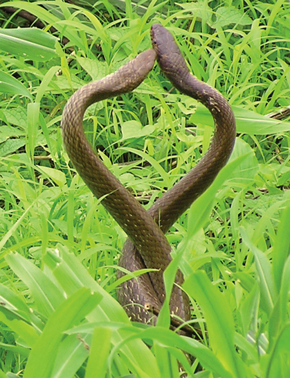 A pair of courting rat snakes at the Sanjay Gandhi National Park. Monga regularly escapes into this city forest for some peace and quiet and to revel in its wild beauty. He is working hard to convey its worth to city dwellers.