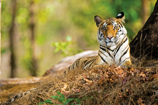 The magnificent tiger Panthera tigris has been the virtual purpose of life for young Madhav Rajaram Subrahmanyam, whose age belies his wisdom and maturity.