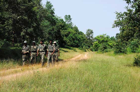 Two battalions have been appointed and trained as a Special Tiger Protection Force that works with the Maharashtra Forest Department at Pench and Tadoba. They are supported by anti-poaching teams that collect local intelligence from paid informers, and help convey a message of co-existence with wildlife with other villagers.