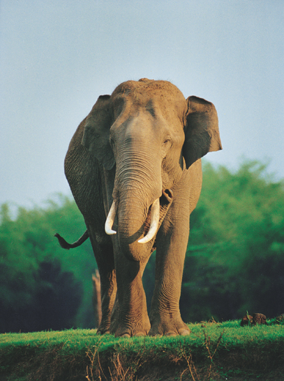 Though Nagarahole now boasts of healthy tiger and elephant densities, Chinnappa warns that new threats to the park are constantly emerging and all those who love wildlife need to be constantly on their guard.