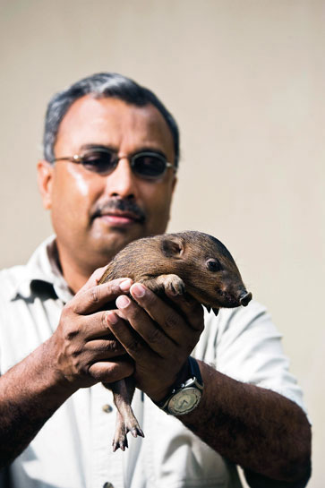 Goutam Narayan (with young hog in hand says). If I had a magic wand I would use it to banish the indiscriminate dry season burning of grasslands every February and March. Goutam Narayan (with young hog in hand says). If I had a magic wand I would use it to banish the indiscriminate dry season burning of grasslands every February and March.