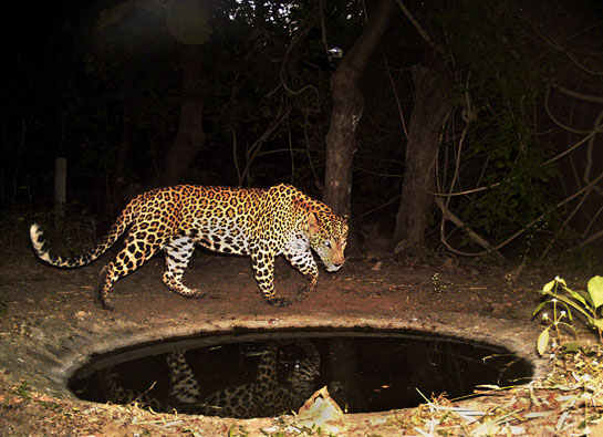 Apart from this tiny waterhole, they have created an island of ecological peace for animals transiting from the core to the buffer of one of India's most exciting tiger reserves.