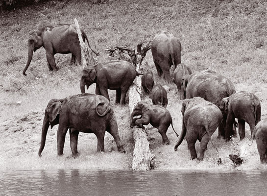 M. Krishnan's prophetic words, written three decades ago in Sanctuary ring even more true today as elephants are running out of space: Given sufficient lebensraum to suit their habit of ranging far along elephant-walks, and freedom from human disturbance and predation, elephants have no problems and will create none for us, but this desirable state just does not obtain at present and seems unlikely of attainment in the future.