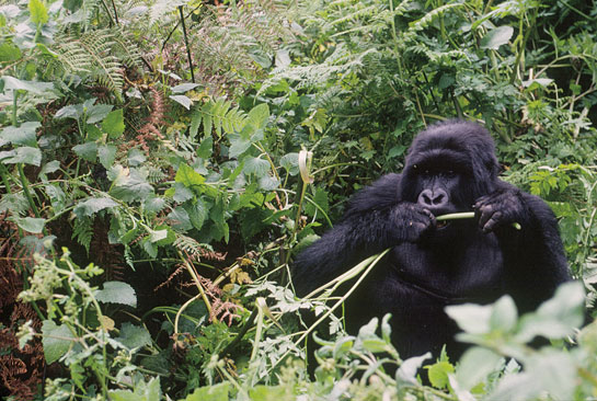 A sub-adult male, mountain gorilla eating wild celery in central Africa, where Dr. Schaller studied the apes in the late 1950s. He revealed to the world that gorillas were far from dangerous &acirc;brutes,