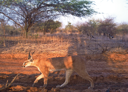 The country-wide tiger enumeration also estimates the status of other carnivores, their prey and habitat. This caracal, one of India's most elusive wild cats, was caught on camera trap in Ranthambhore in 2014 during the exercise.