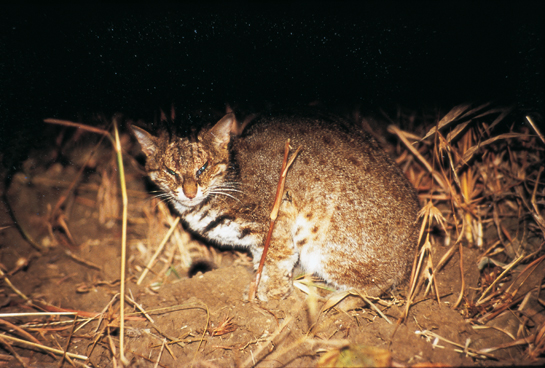 This photograph of a rusty spotted cat by Dr. Johnsingh was probably the first taken in Gir in the wild almost a decade ago. Dr. Johnsingh feels that the tiger crisis in the country has resulted in authorities taking their eyes off lions, which are equally threatened.