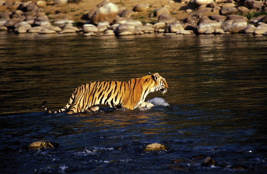It is vital that we reduce fragmentation of wild habitats if we are to save megafauna such as tigers, lions, leopards, elephants and rhinos and also the vast areas that are required to keep their genetic stock vibrant and viable.