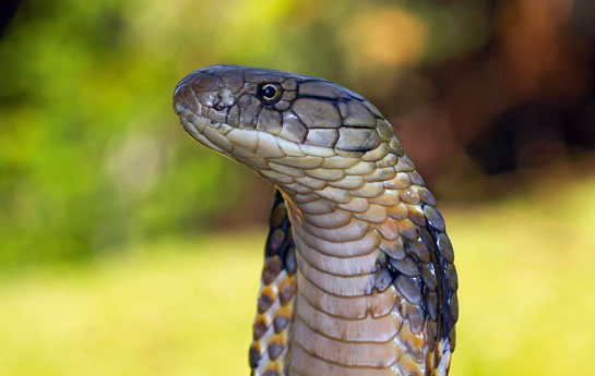 King cobras are the only snakes that will build a nest for its eggs.