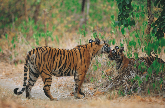 Though Nagarahole now boasts of healthy tiger and elephant densities, Chinnappa warns that new threats to the park are constantly emerging and all those who love wildlife need to be constantly on their guard.