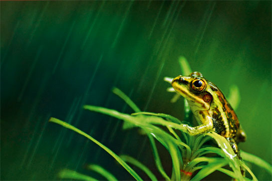 A colourful, juvenile bull frog with rain drops falling in the lush green background makes for a beautiful scene. Indian bull frogs can grow up to be around 15 cm. That is huge!