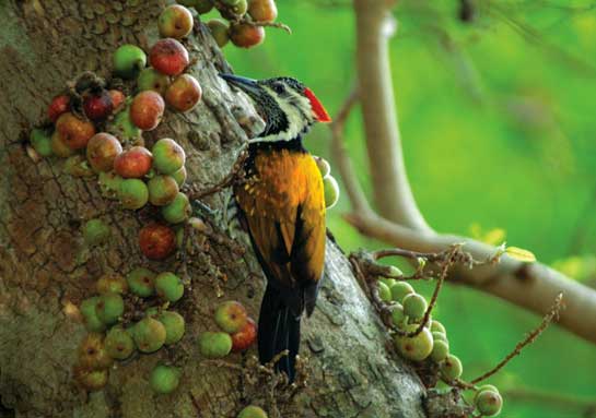 A Black-rumped Flameback picking insects off a fig tree.